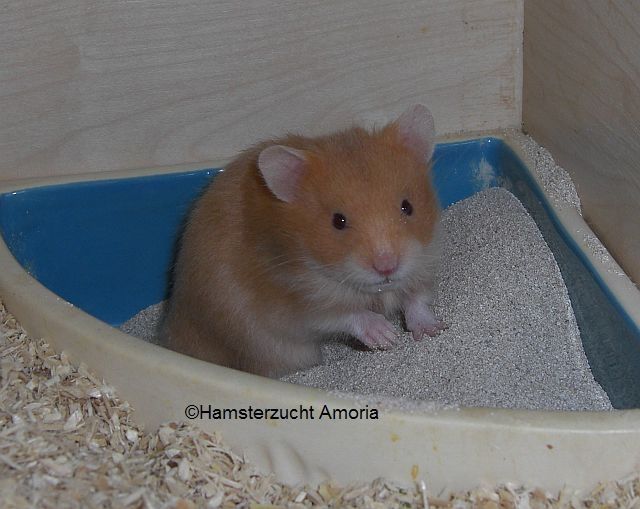 Hamster Kleinanzeigen | Hamster Annoncen | Hamster Inserate | Hamster