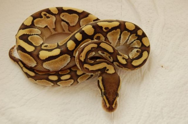 Nachzuchten 2010 Python regius und adulte Tiere | tieranzeigen.net