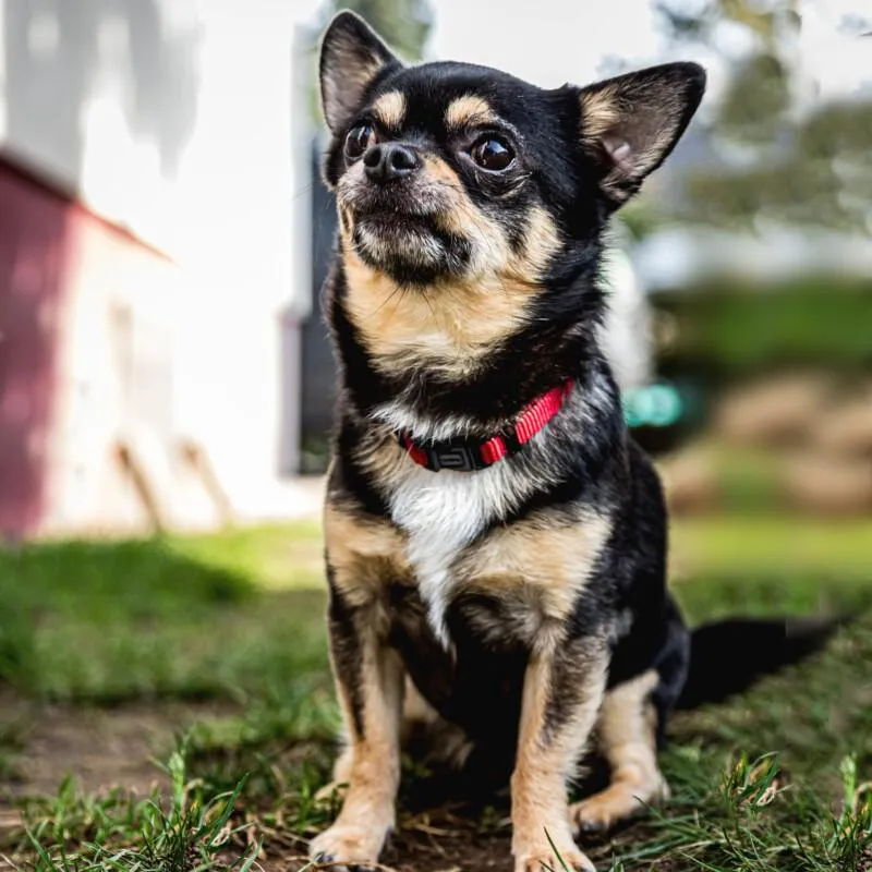 DOBBY CHI - Chihuahua - 5 Jahre - Tierhilfe-Franken e.V.