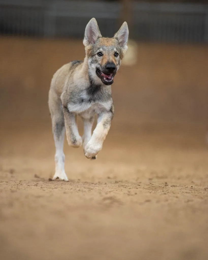 Tschechoslowakischer Wolfshund, FCI/ VDH, Welpe