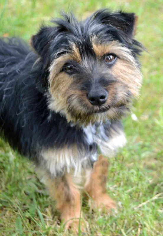 ELZA - Yorki-Mix - 1 Jahr - Tierhilfe-Franken e.V.