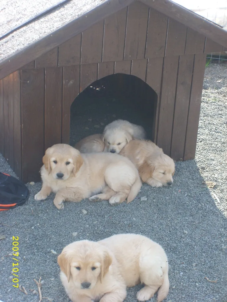 Aufgepasst ! Eine 7 Wochen alte Golden Retriever Hündin in liebevolle Hände abzu