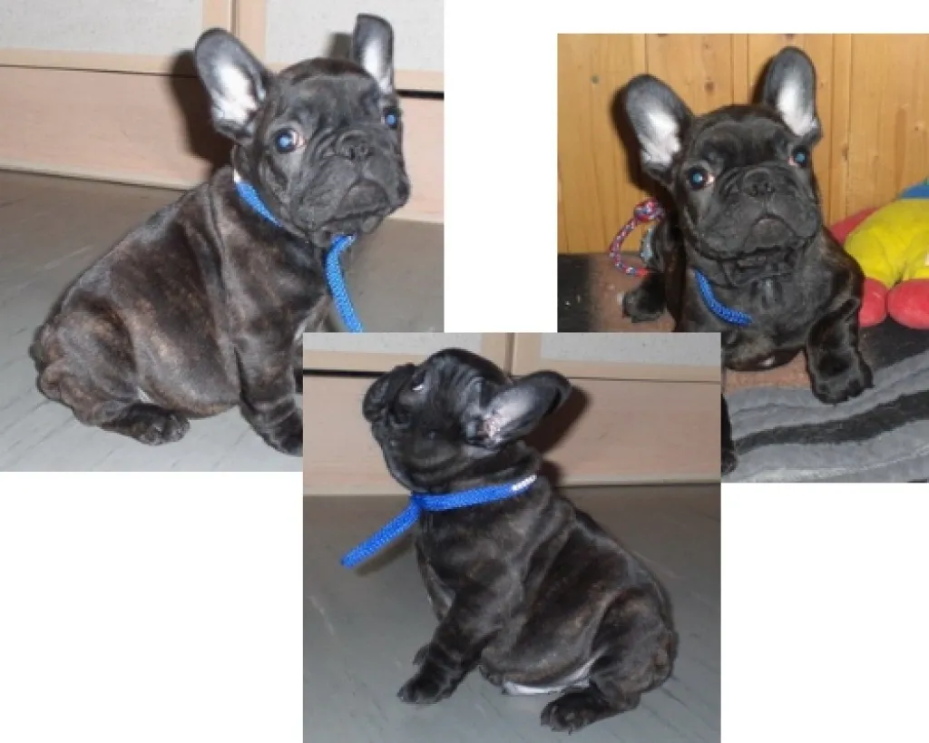 französische-bulldoggen-welpen