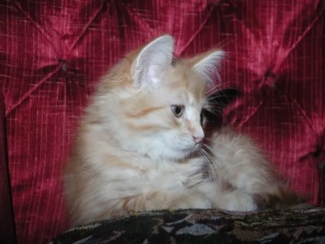 Sibirisches Katzenbaby