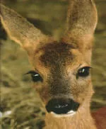 Help us Help the Animals! – Bild 1