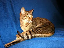 Verlassene Rassekatze sucht – Bild 1