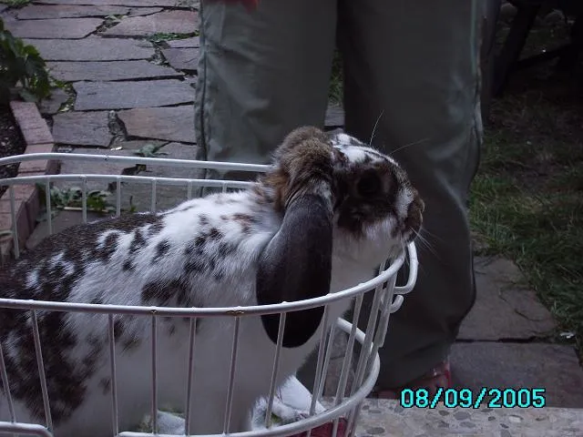 Unser Kaninchen Angy sucht dringend ein neues zu Hause – Bild 1
