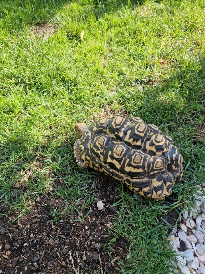 Pantherschildkröten