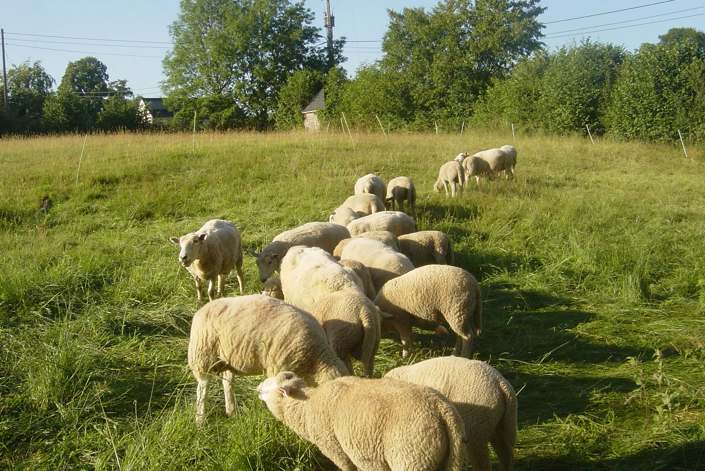 5 Lammböcke, junge Schafsböcke von 2006!