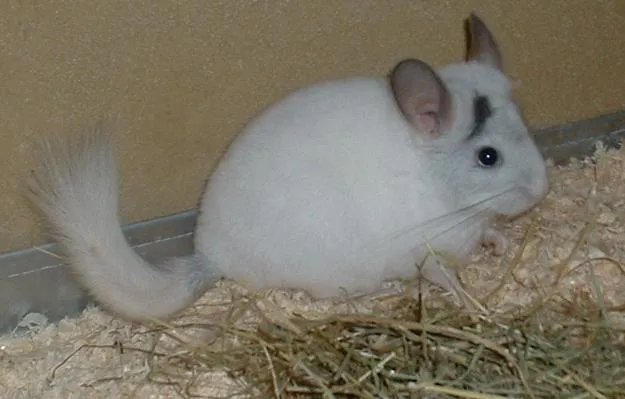 Chinchillas abzugeben