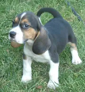 Beagle Welpen m.Papiere – Bild 1