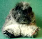 Rassemeerschweinchen
