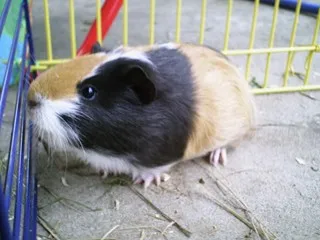 süße Meerschweinchen zur Abgabe