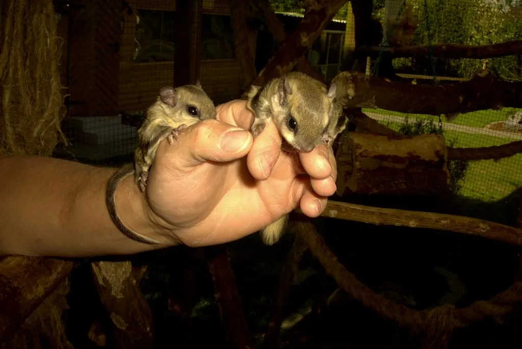 1 junges Paar Assapan Glaucomys volans
