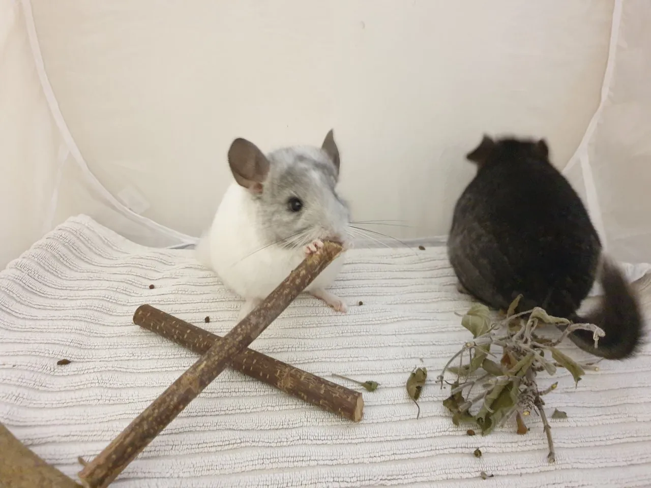 Chinchillajungtiere  Angora
