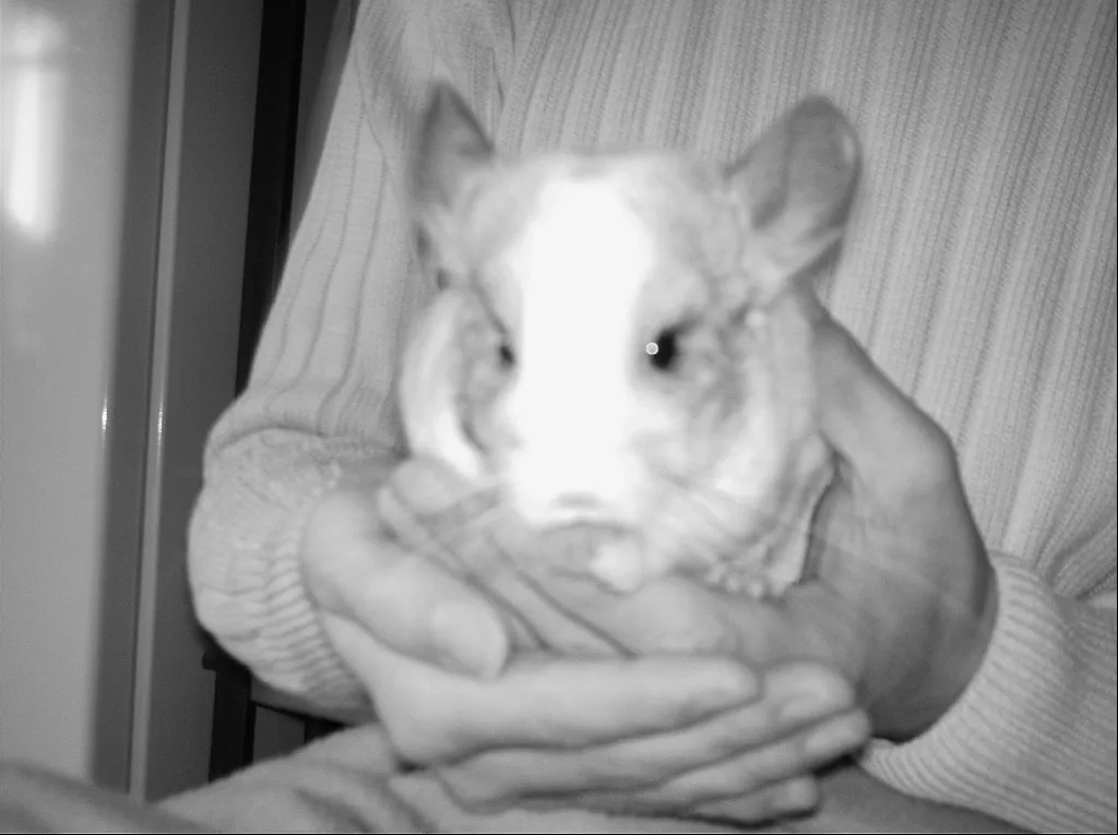 3 Chinchillas abzugeben – Bild 1