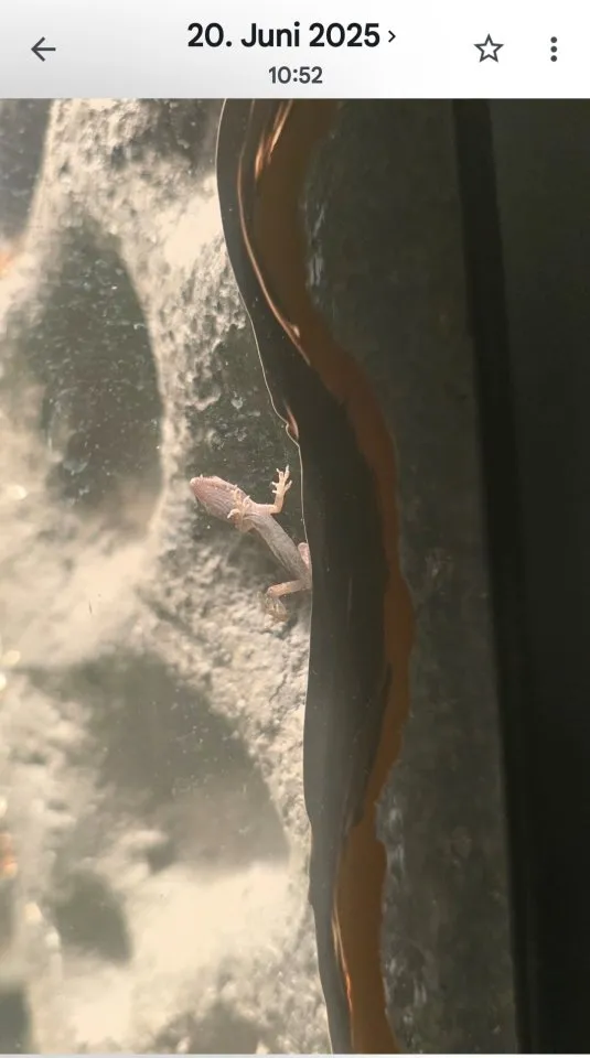 Rotkehl Anolis Gruppe 1 Bock 3 Mädels Anolis carolinensis