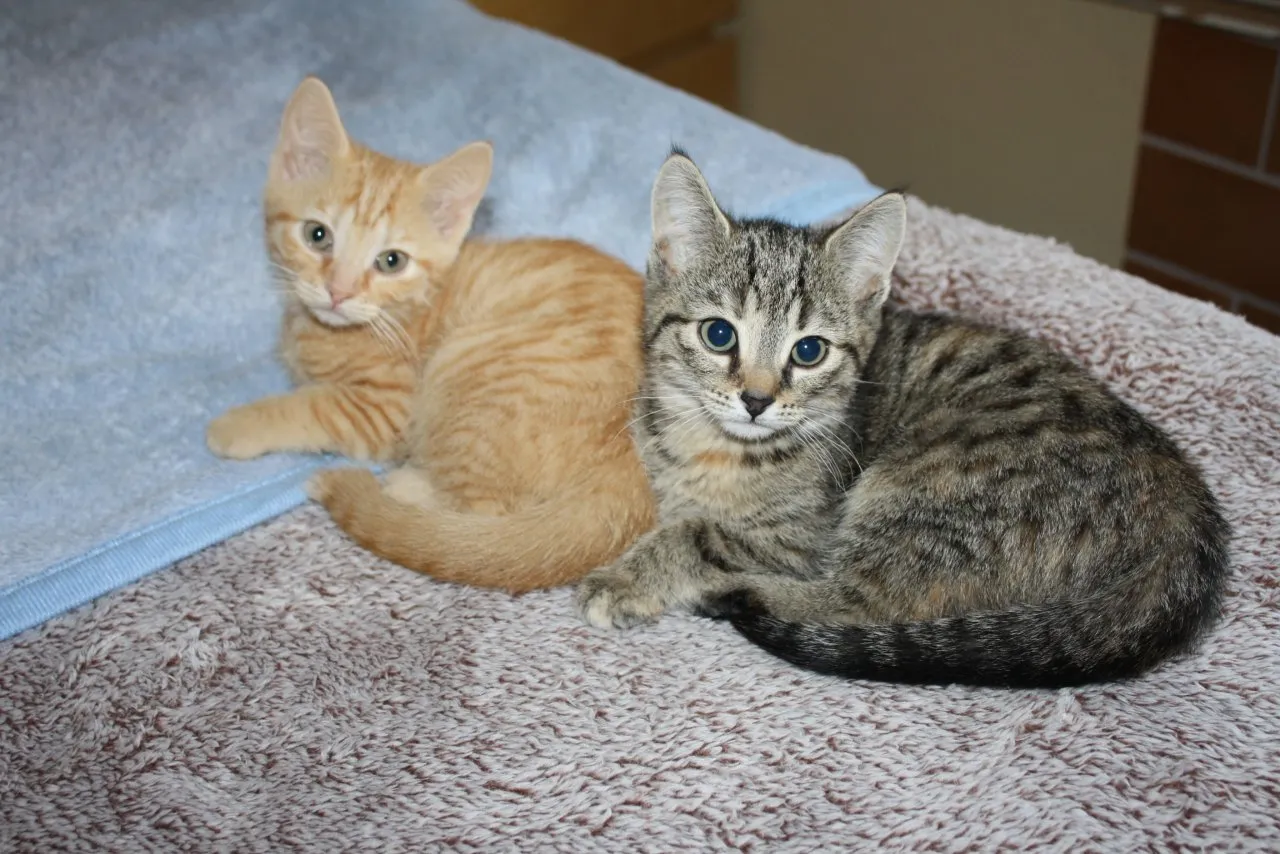 Katzenkinder BKH Mix Weibchen zur Abgabe – Bild 1