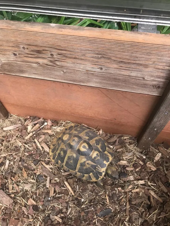Griechische Landschildkröten 11 Stück (Testudo hermanni) Zubehör komplett Aufgabe – Bild 1