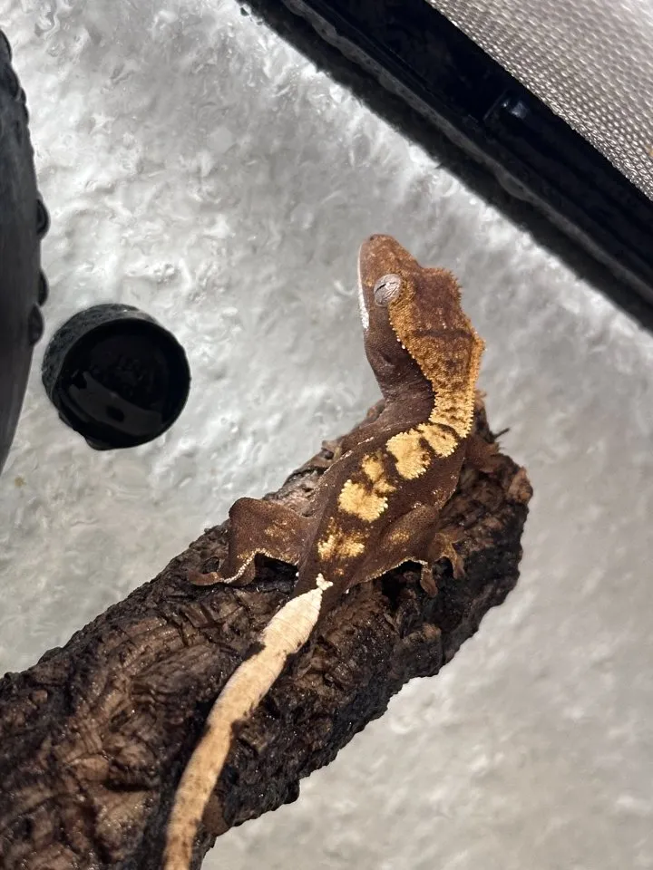 Wunderschöner Kronengecko Nachzucht (Harlequin / Partial Pinstripe) abzugeben