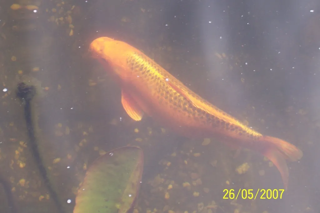 KOI abzugeben