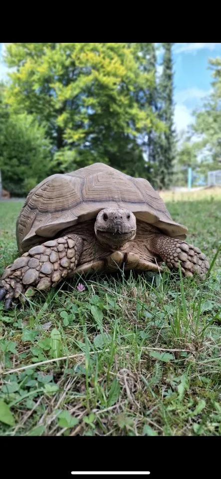 Spornschildkröte sulcata Eierlegend weiblich