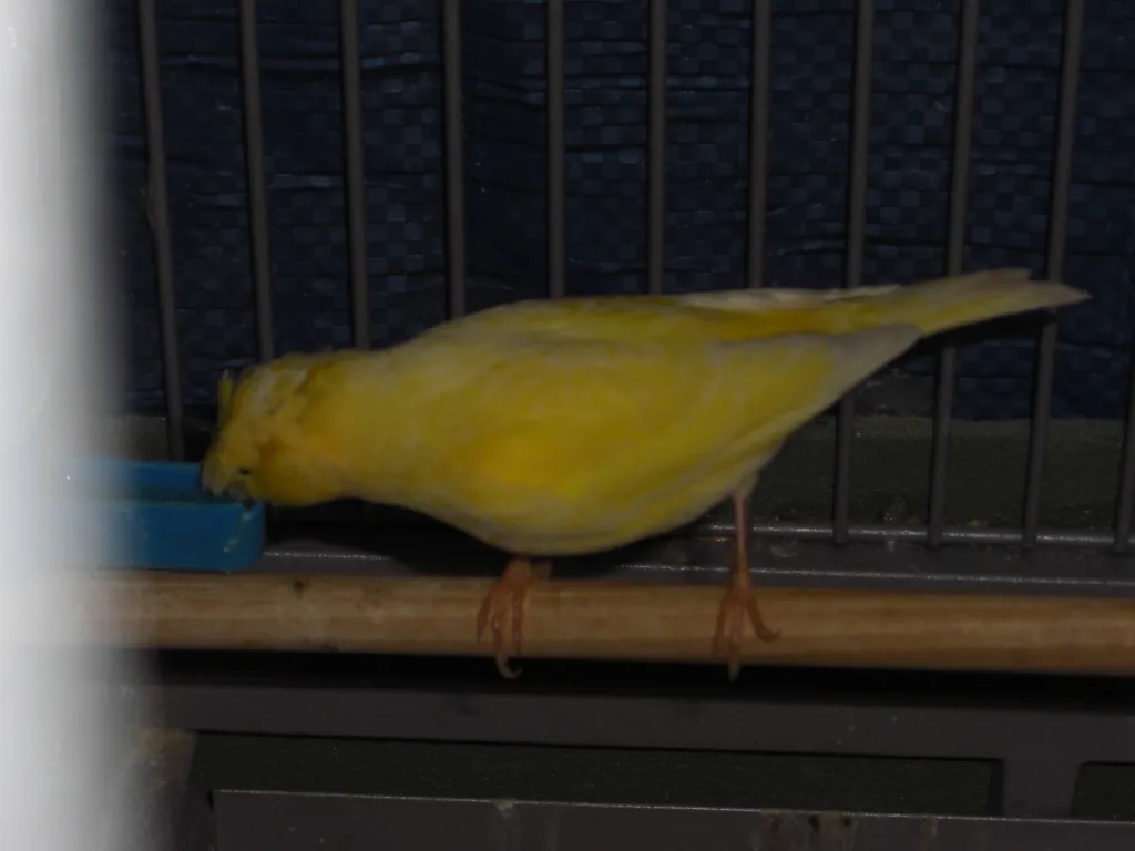 kanarienvögel