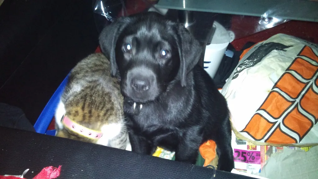 liebevoller Labrador sucht liebevolles Zuhause