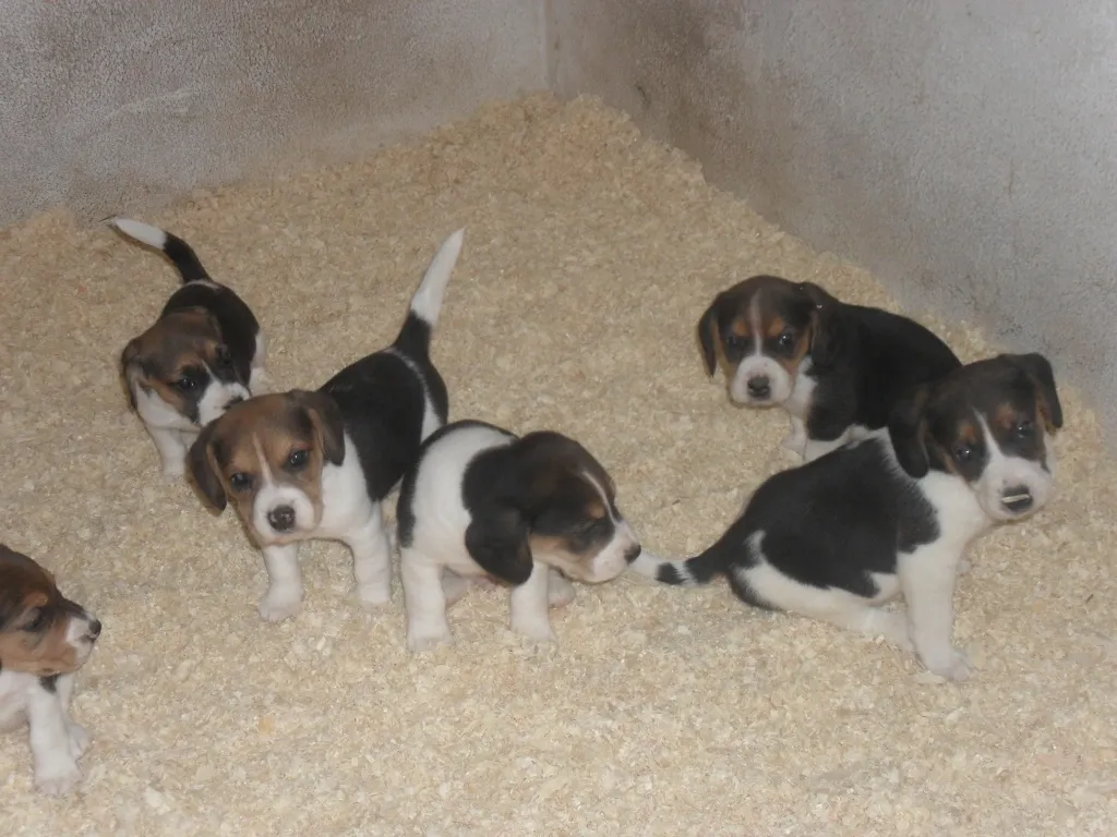 Süße Beagle Welpen zu verkaufen