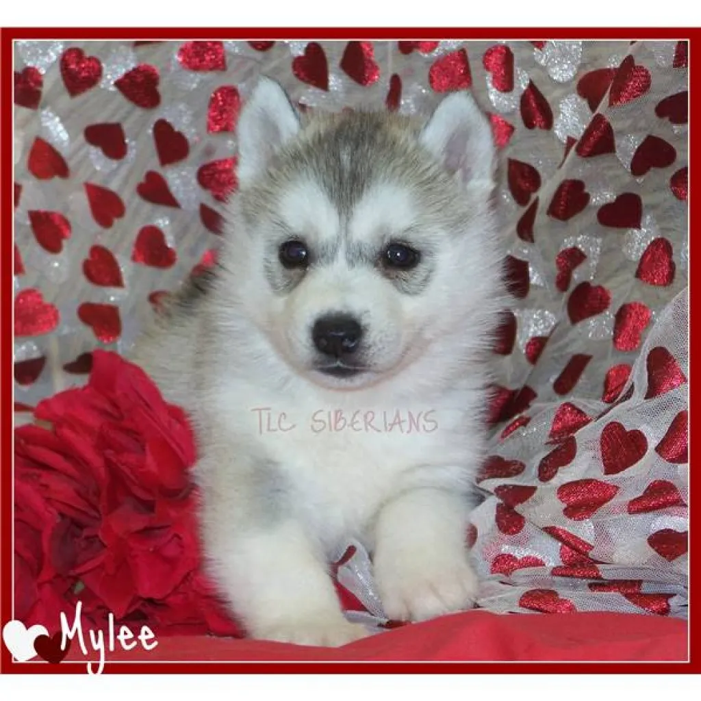 Weihnachten Versand Husky Kelly und max