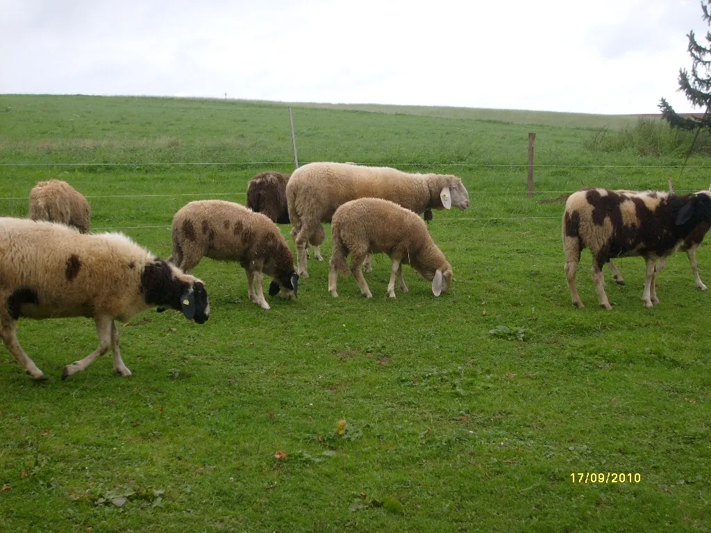 Verk. Tiroler Bergschafe