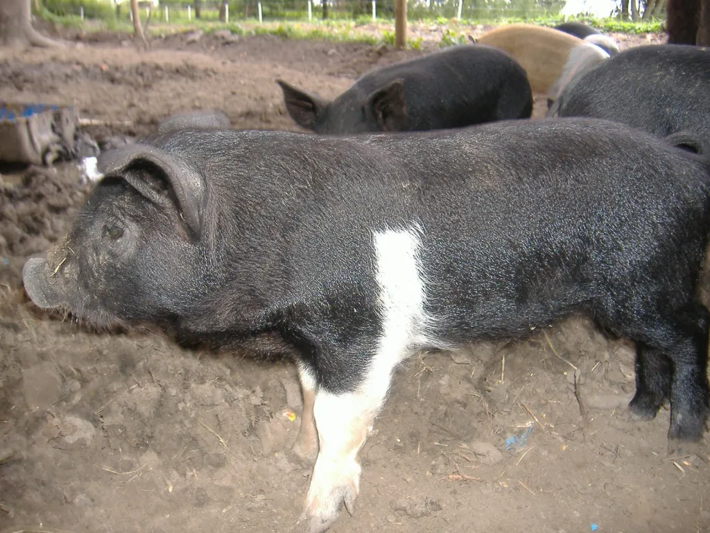 Wollschwein-Sattelschwein-Mixeber