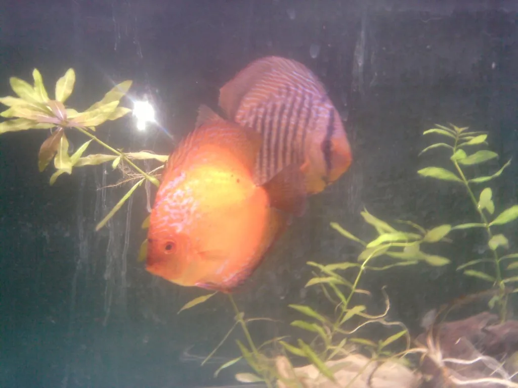 3 Diskusfische