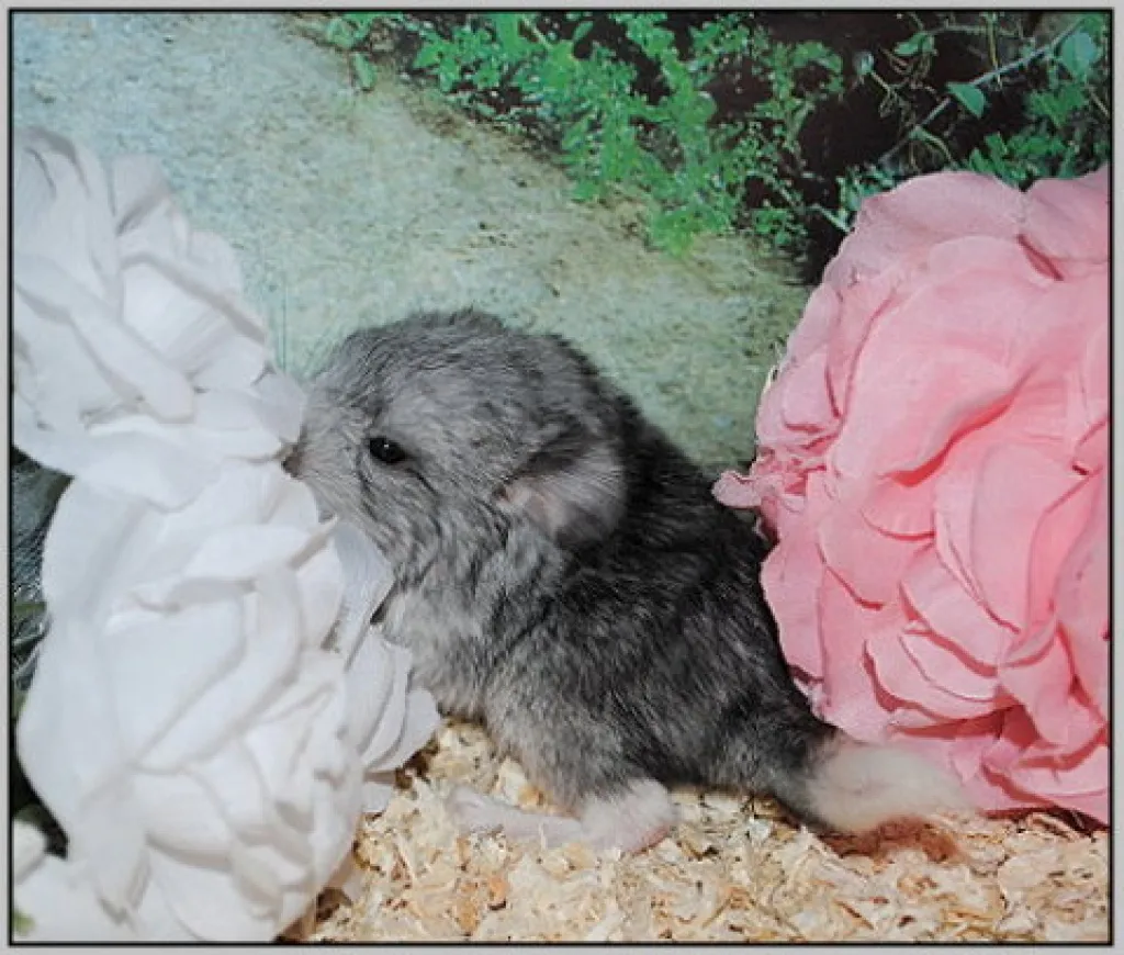 Bildschöne Chinchilla Babys