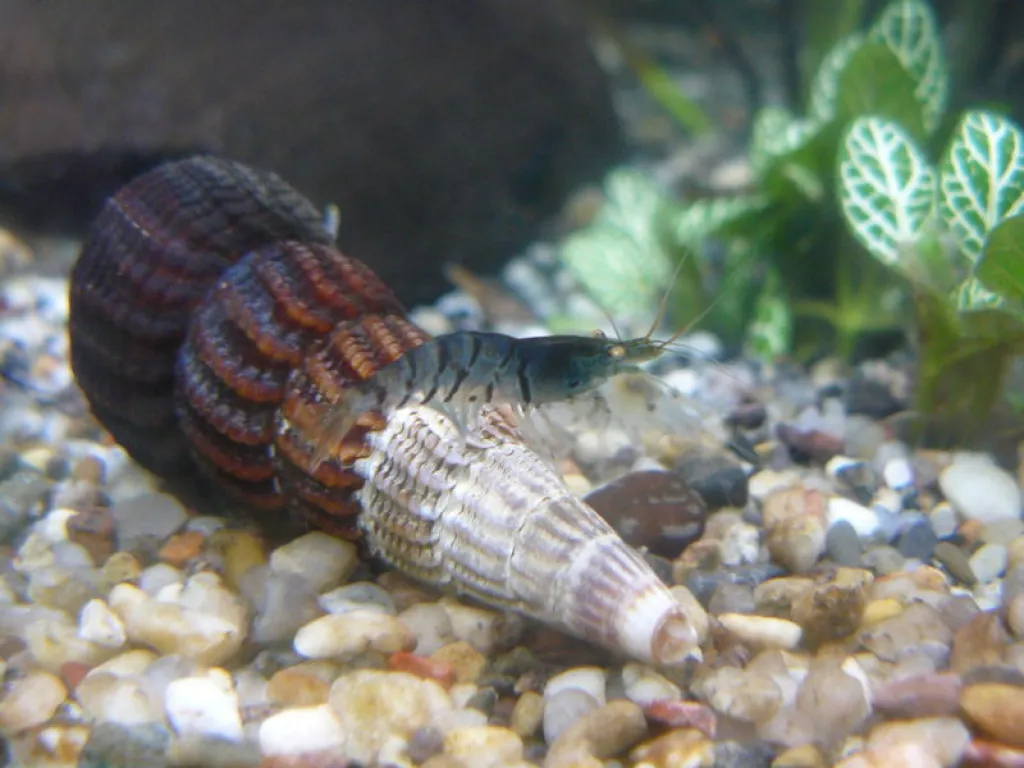 *Dezemberspezial*Aquaristik*Fische*Wirbellose*Literatur*Rätsel u.v.a.m.