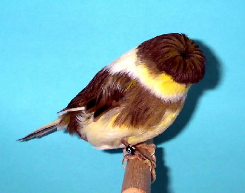 Gloster ( Haubenkanarien )