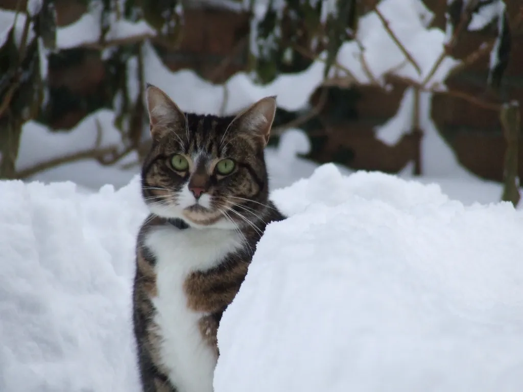Katze in Kiel in gute Hände kostenlos abzugeben