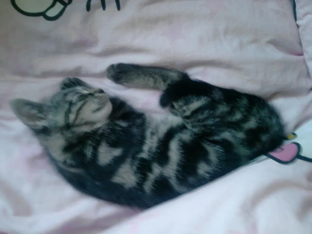 ich suche für meine Katze einen schönen kater zum Decken