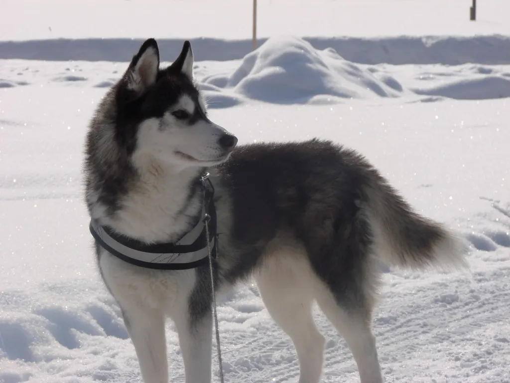 Sibirian Husky Deckrüde gesucht