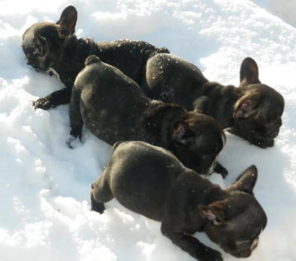 französische bulldoggen m.Pap.