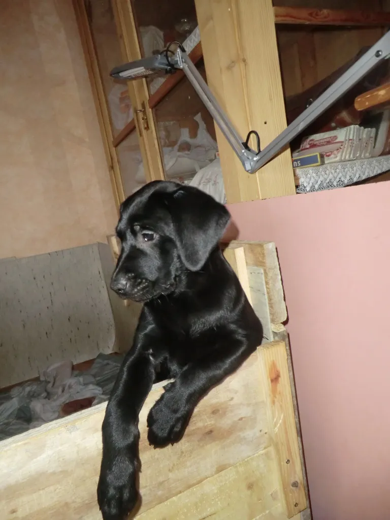 2 Labradorwelpen suchen ein neues liebevolles zu Hause!