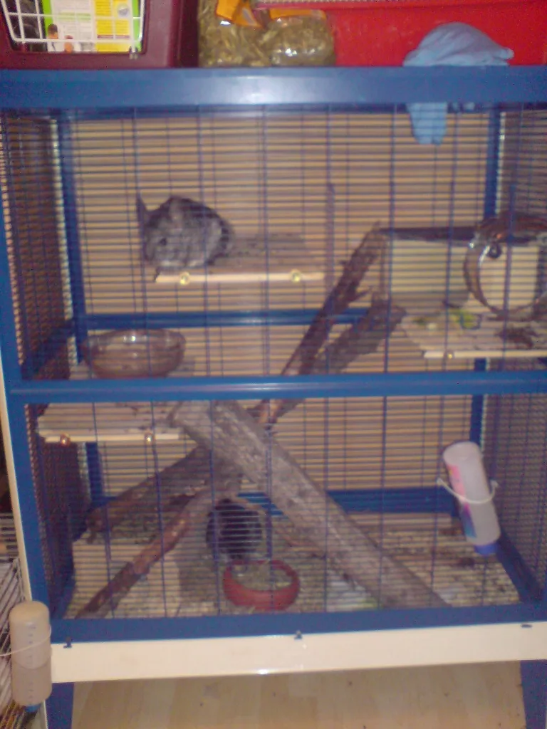 Chinchila Pärchen zu verkaufen mit Käfig!