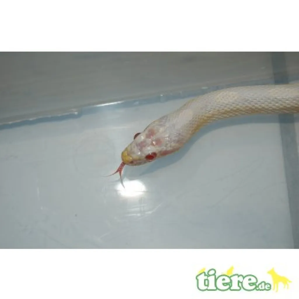 0.2.0 Kornnatter (Snow het. Opal & Hypo)