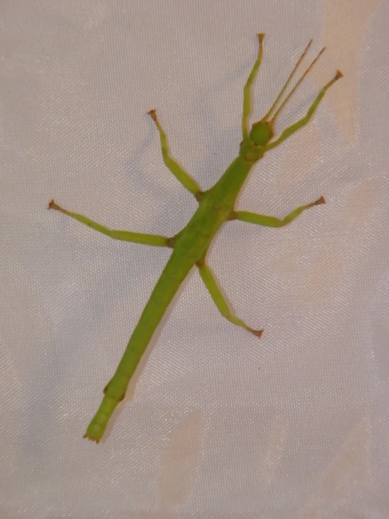 Diapherodes gigantea