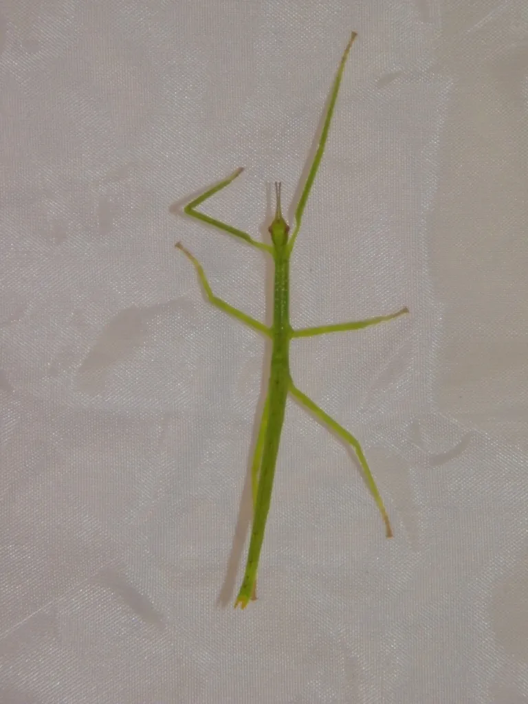 Ctemomorphodes briareus