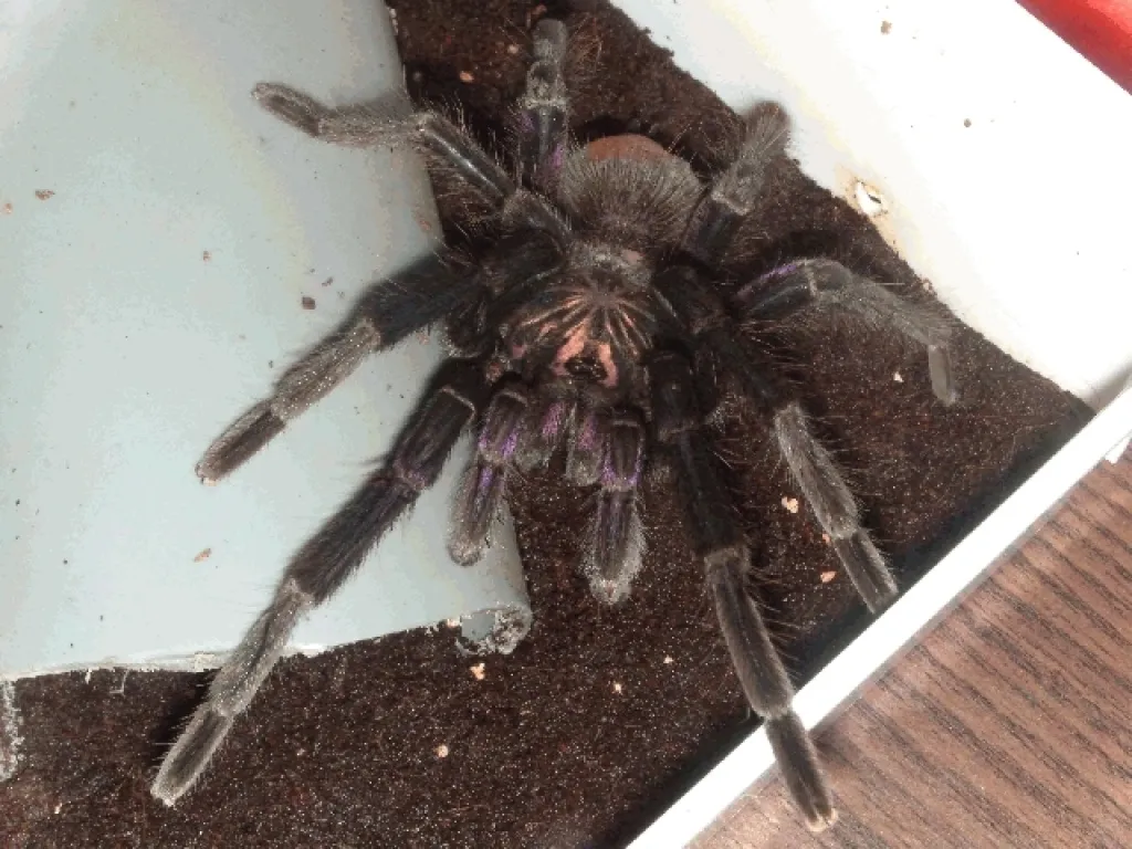 1.0 Pamphobeteus nigricolor