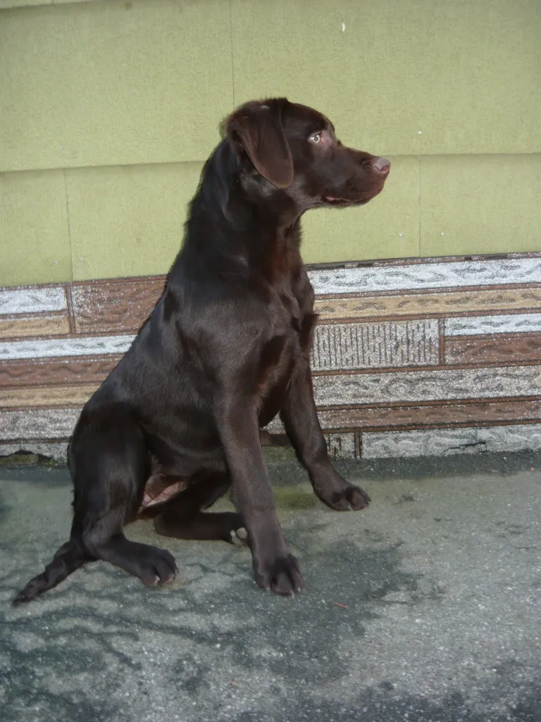 Reinrassige Labradorhündin mit Papieren