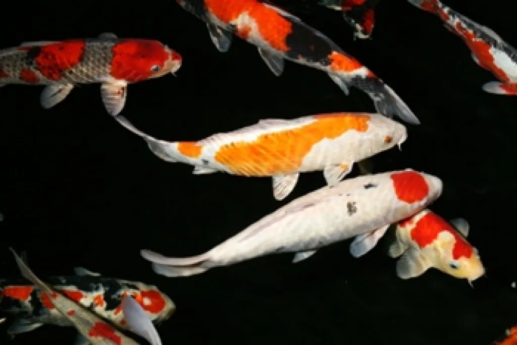 Gartenteich Fische-Koi Karpfen-Biotop Fische günstig  // Fa.Fördefisch