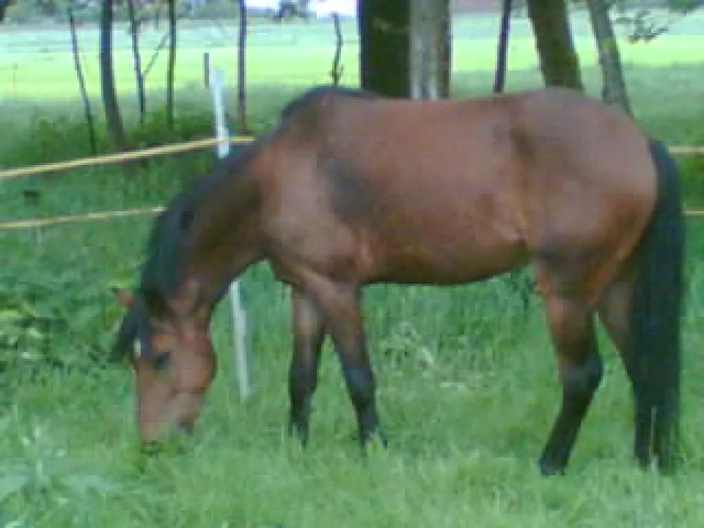 Hübscher, sportlicher Ponywallach zu verkaufen