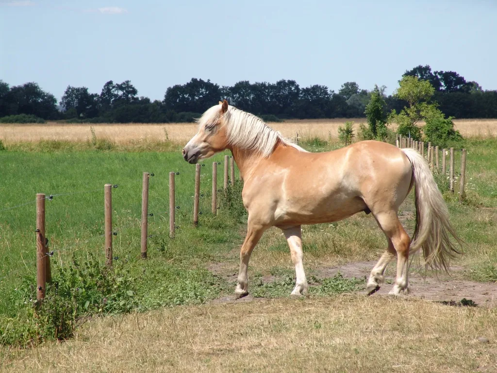 lieber Haflinger sucht ein neues Zuhause